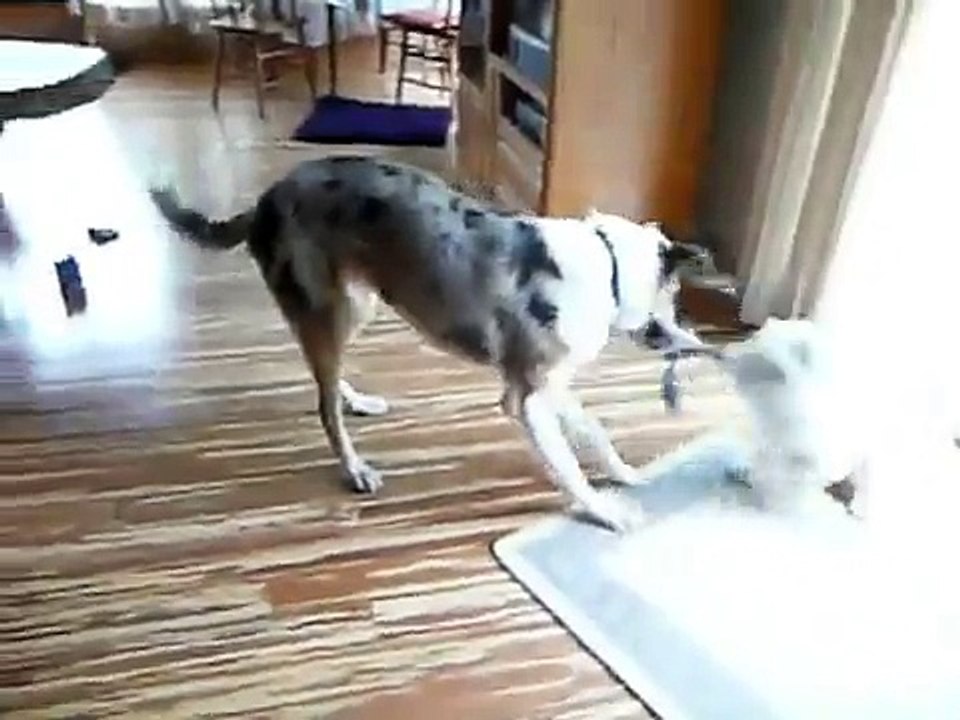 Mutt and Jeff Battle