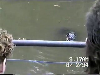 Alligator Eating Marshmallows