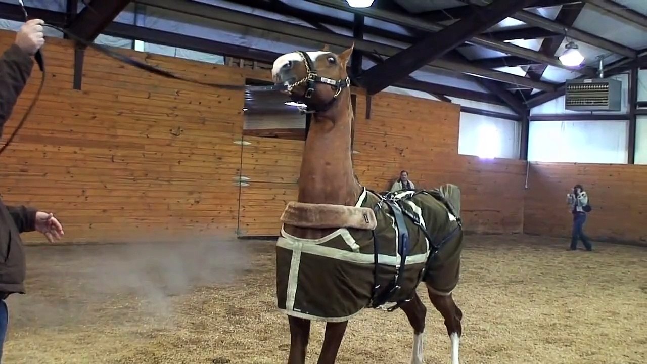 SA DS TOMCAT - American Saddlebred Stallion