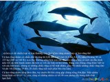 dolphin ( cá heo ) tìm hiểu về loài cá heo ?