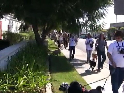Coast to Coast Bully Walk/ National Pit Bull Awareness Day - Eastern Mass - 2012
