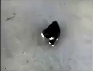 Кот Vs Опасный поцык Cote Vs Dangerous potsyk