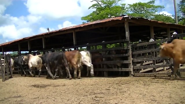 MACHOS COMERCIALES GORDOS - RIOACHA, GUAJIRA - REMATE OCTUBRE 25 DE - TVGAN REMATES - LINDA ERME 1