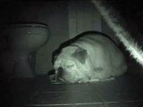 My English mobster Bulldog snoring