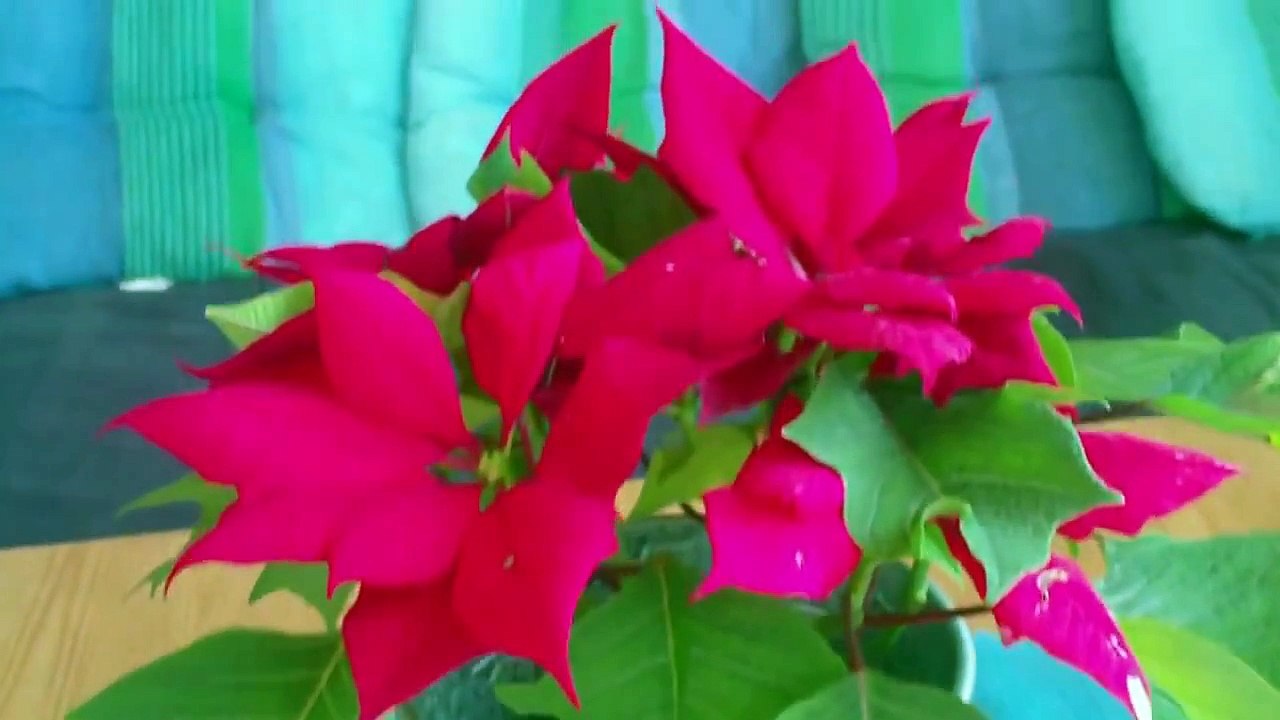 Aiptek AHD 100 Camcorder HD Test 720p