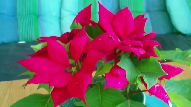 Aiptek AHD 100 Camcorder HD Test 720p