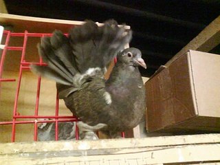 Fancy Pigeons