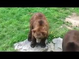 Un Ours qui danse sur la musique du Madison !