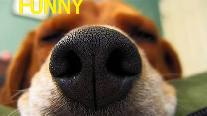 Funny sneezing dogs - Animal compilation