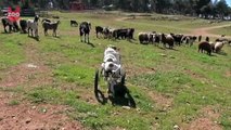Paralyzed Dog Learns To Walk