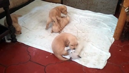 下载视频: Perritos jugando con los gatitos