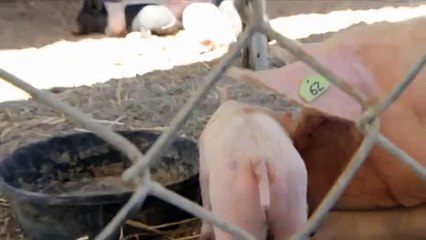 Itchy Tummy Piglet -- Parry Gripp