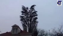 Bir Ağaca En Fazla Kaç Kuş Konabilir