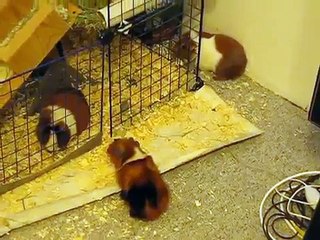 Guinea pigs fight a little