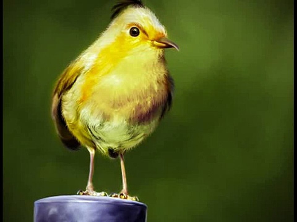 Angry Birds In Real Life[1]