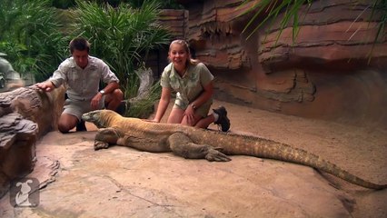 Bindi & Robert Irwin feature - Komodo Dragon (Fat Boy) - Growing Up Wild.