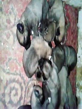 DOSTLAR KÖPEK ŞEHRİ KANGAL YAVRULAR 0530 261 19 23