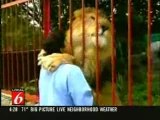 Lion hugs and kisses woman