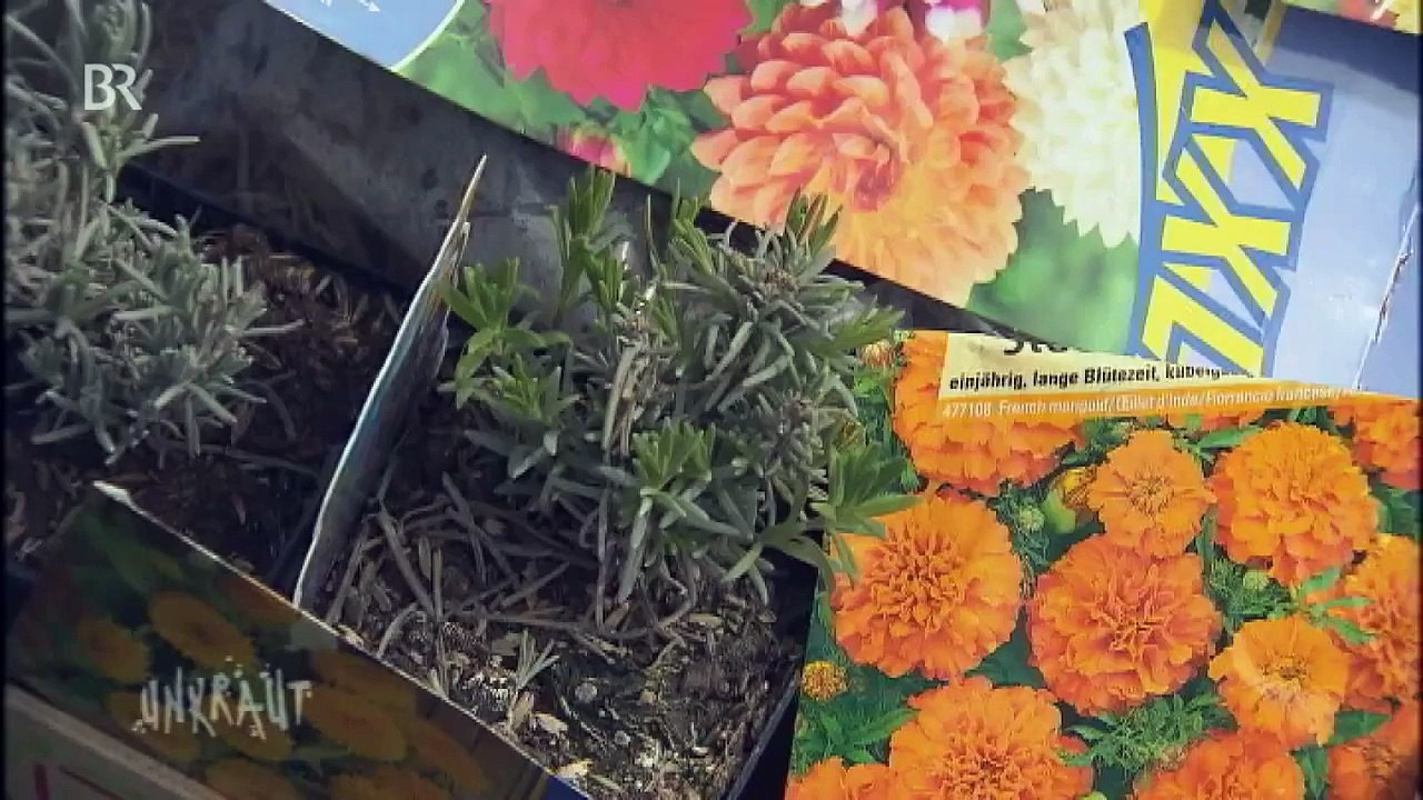 Welche Blumen helfen Bienen? Der UNKRAUT-Test | UNKRAUT | Bayerisches Fernsehen