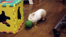 Gioco per conigli: i palloncini