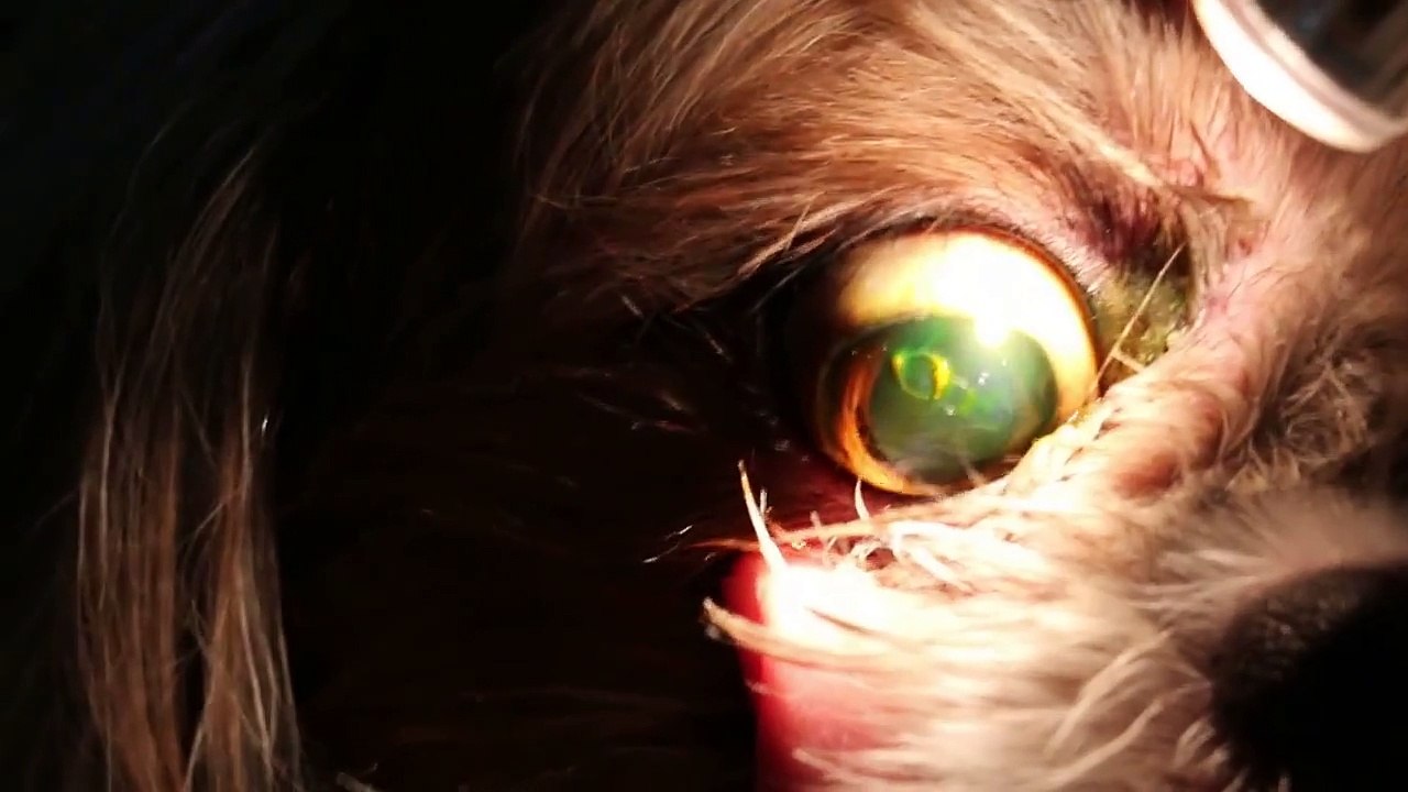 A Shih Tzu has eye pain after grooming