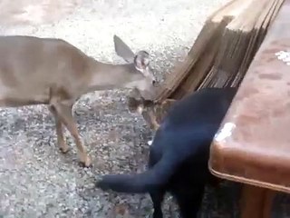 My dog my cat and my deer loving and licking each other