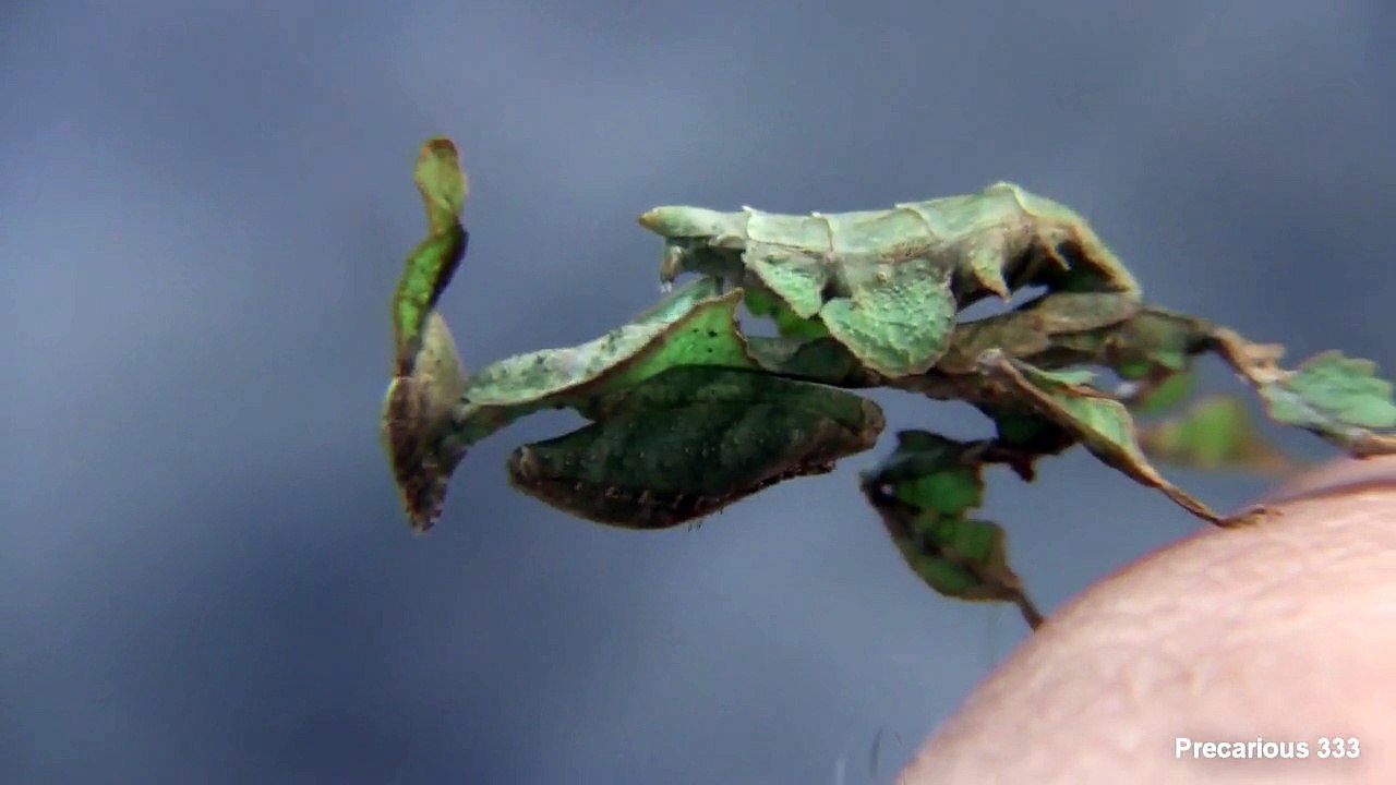 Ghost Mantis (Green) - Macro View