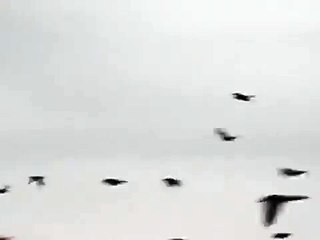 Bird Migration 2