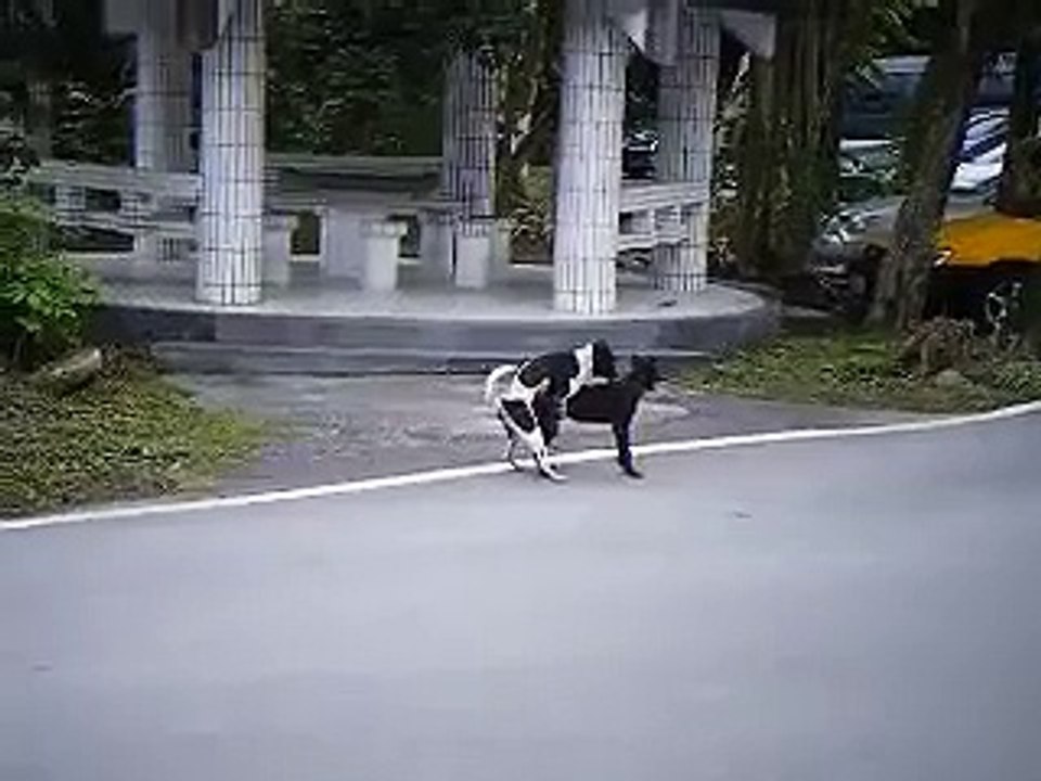 2公狗互相交配
