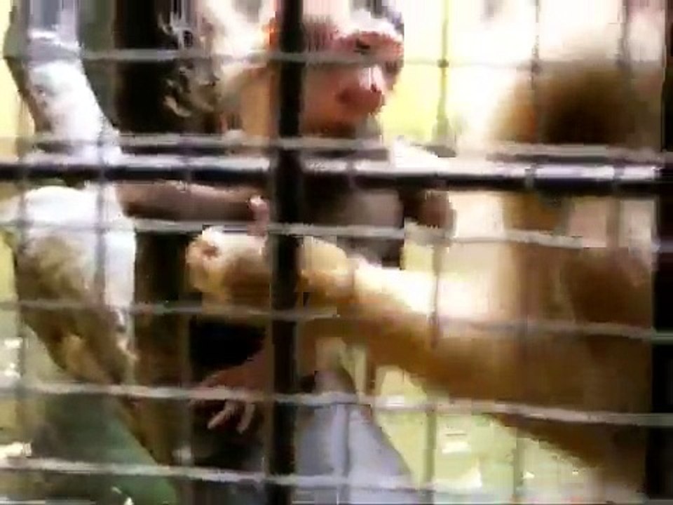 Unfortunate Monkeys