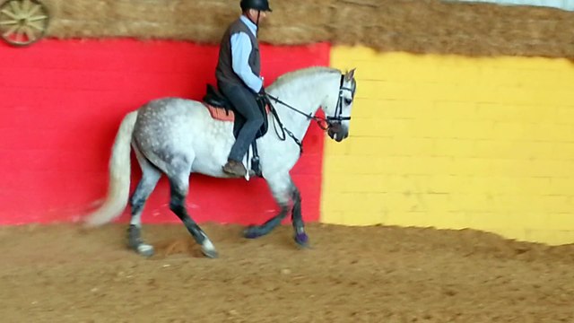 gorrion juin 2015 galop main droite jf