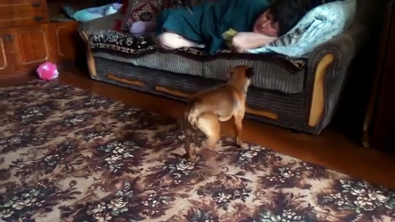 Funny dog requires attention by jumping and sneezing