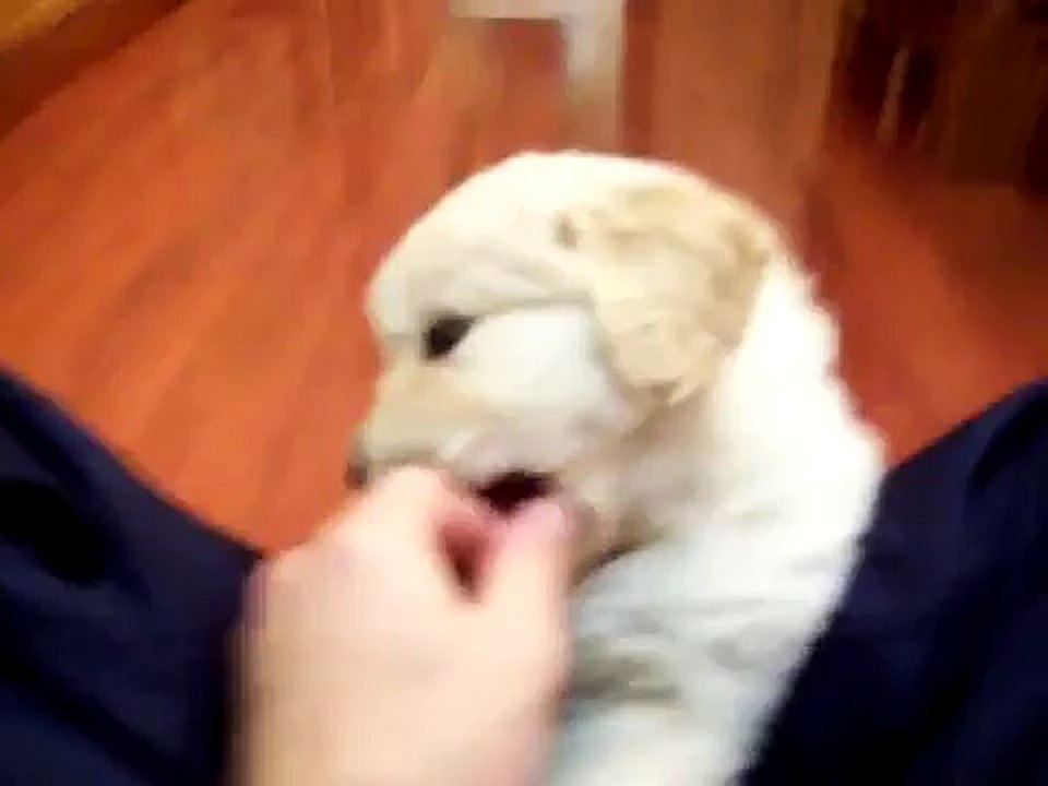 terry sex
