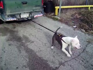 Pitbull pulls truck!