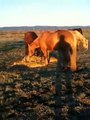 Improper Horse feeding can cause injury- Herd Dynamics - Rick Gore Horsemanship