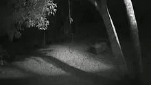 Camera registra lobisomem em Sabaúna