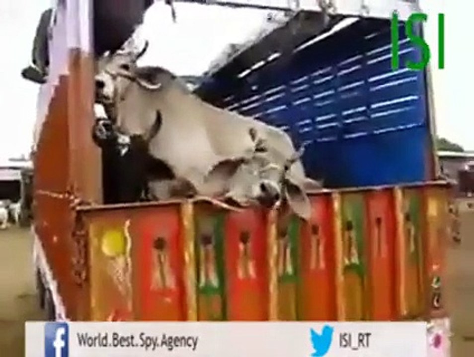 بھارت میں ایک مسلمان نے گائے خریدی تو بھارتیوں تو اسکا کیا حال کیا دیکھیں اس ویڈیو میں
