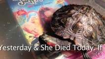 Red Eared Slider Turtle Crying Day Before Passing Away