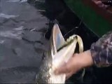 Fish Handling and Release Techniques from a boat