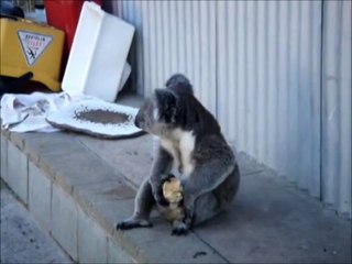 O Coala a maçã e o tempo