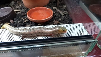 Brazilian galliwasp (Diploglossus lessonae) feeding on superworm