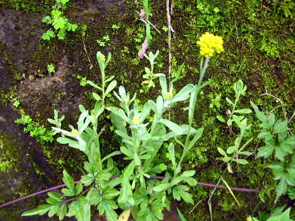 鼠麴草 (Cudweed ).