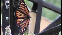 El 'encuentro con las mariposas' permite observar su belleza de cerca