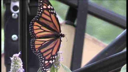El 'encuentro con las mariposas' permite observar su belleza de cerca