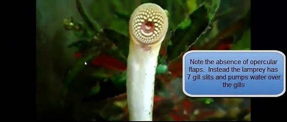 Lamprey Feeding on a Fish