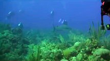 Scuba Diving Shark Footage - Cuba