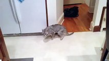 cute kitten sneezing [MUST WATCH]