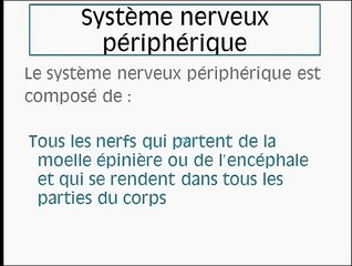 Le système nerveux