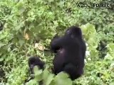 Mountain Gorillas Eating in the Trees, Congo