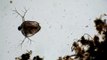 Water fleas (Clodocera): Ceriodaphnia reticulata